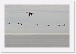 2 koskelot muuttavat  Mergus merganser 4675 * 900 x 598 * (226KB)
